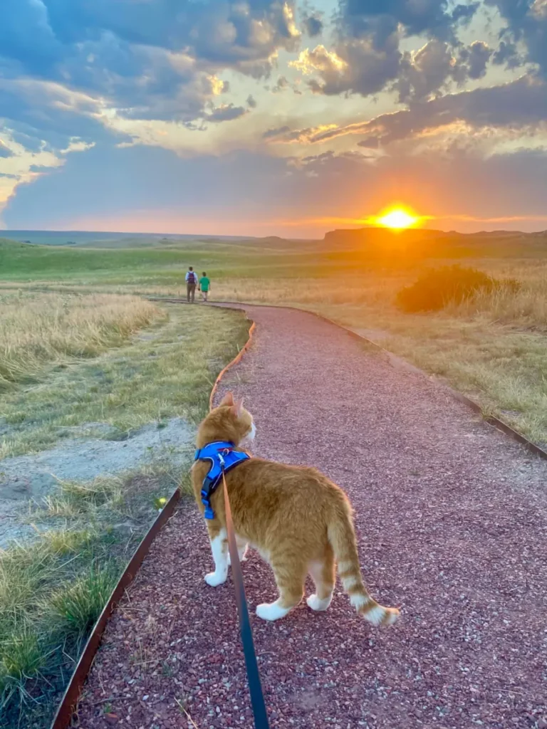 A leashed cat stands on a path staring out over the horizon at sunset