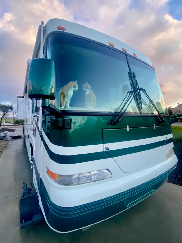 The front of a motorhome is visible with two orange tabby cats perched facing each other on the dash