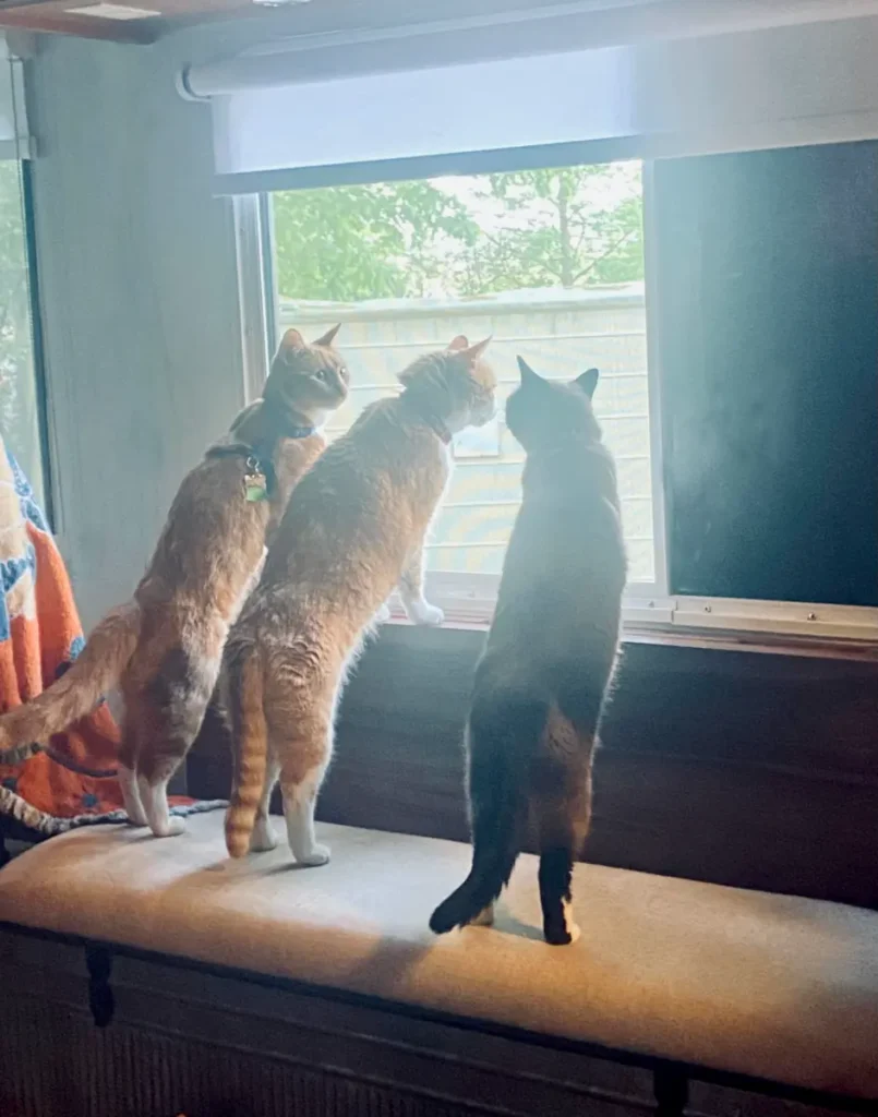Three cats stand side-by-side on a padded bench looking out the window